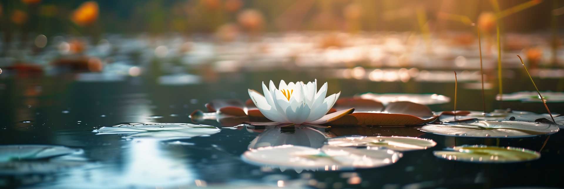 tranquil pond with lotus flower and lilly pads